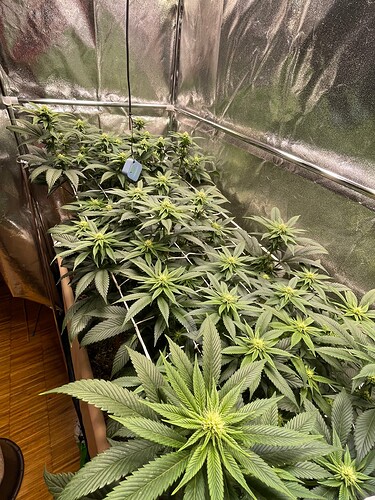 Growreport Bild 3
