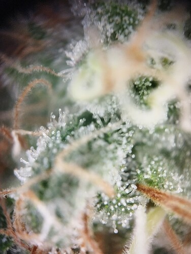 IMG_20250303_163559 - Kopie