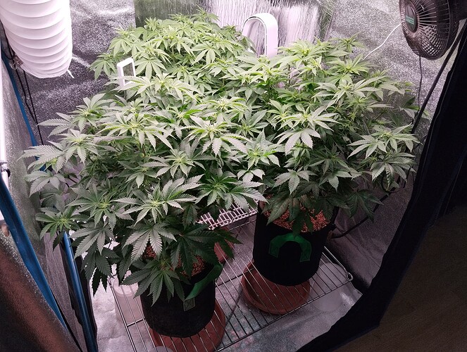 IMG_20250120_205117 - Kopie