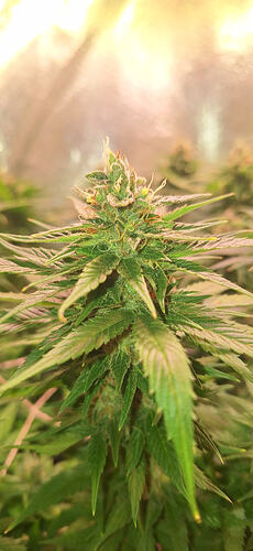 Growreport Bild 5