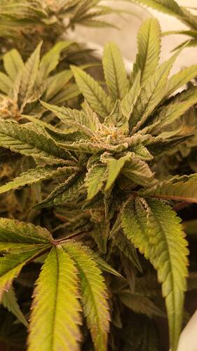 Growreport Bild 4