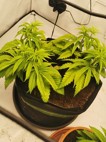 Growreport Bild 4
