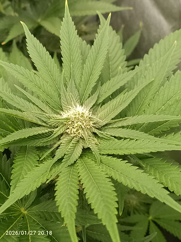 Growreport Bild 6