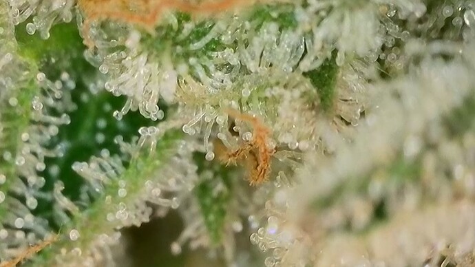 Growreport Bild 32