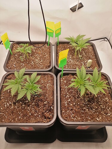 Growreport Bild 44