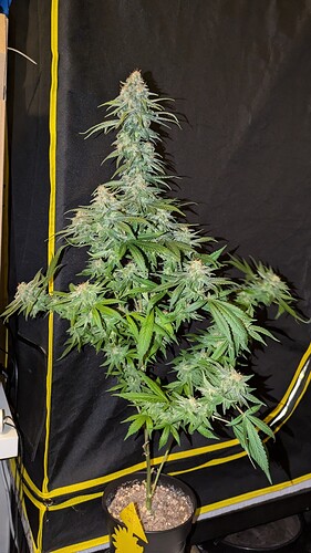 Growreport Bild 2