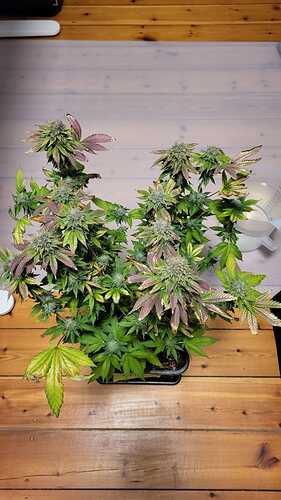 Growreport Bild 26