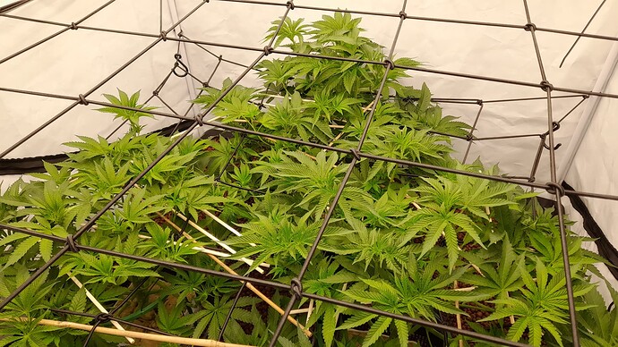 Growreport Bild 3