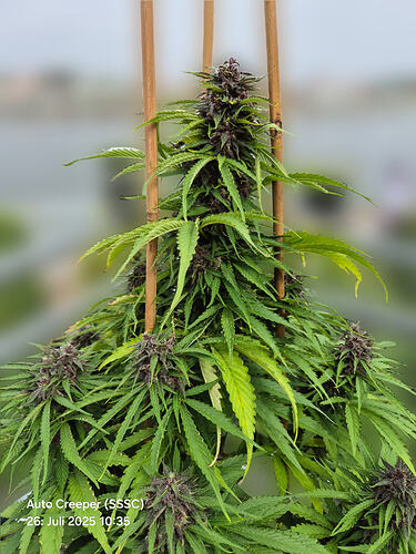 Eine blühende Auto Creeper Cannabispflanze mit violetten Blütenständen, gestützt durch Bambusstäbe.