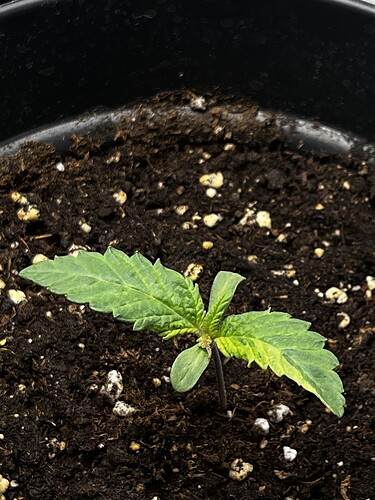 Growreport Bild 4