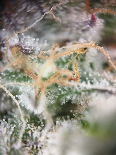 IMG_20250303_164001 - Kopie