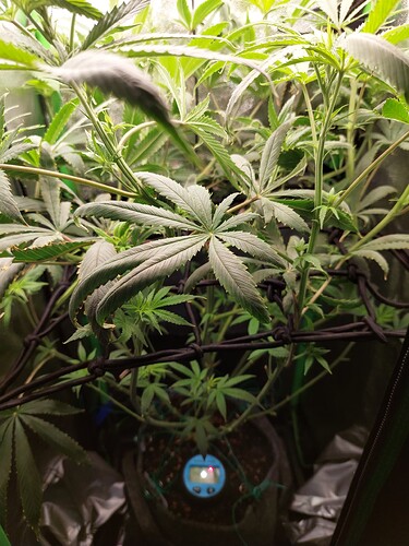 Growreport Bild 2