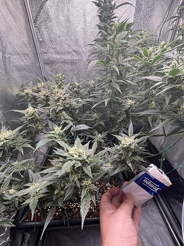 Growreport Bild 1