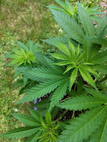 IMG_20240604_113237585