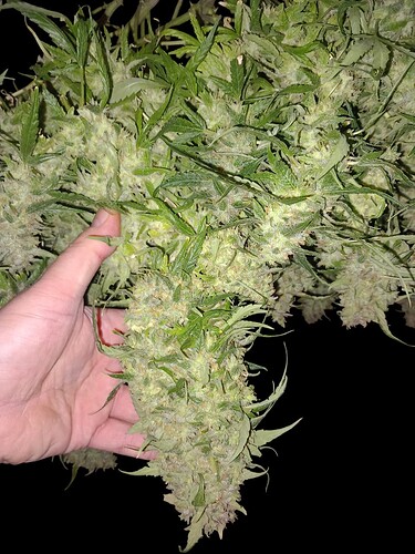 1000003460-Photoroom