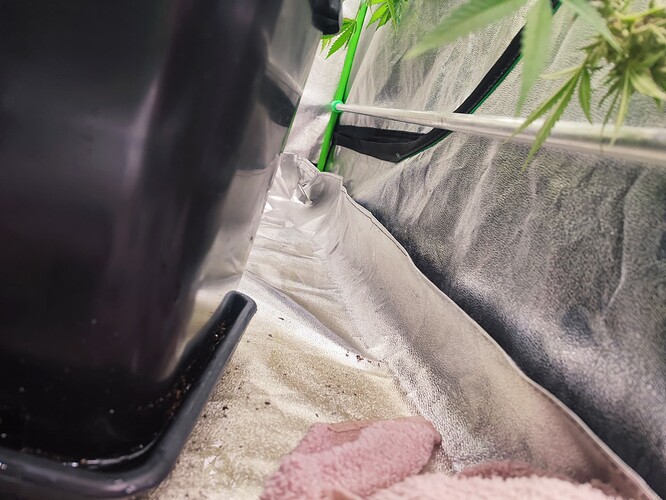 Growreport Bild 29