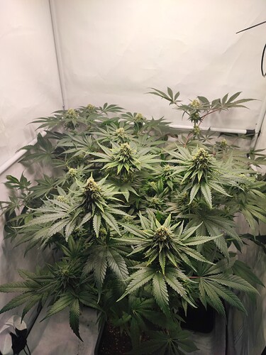Growreport Bild 5