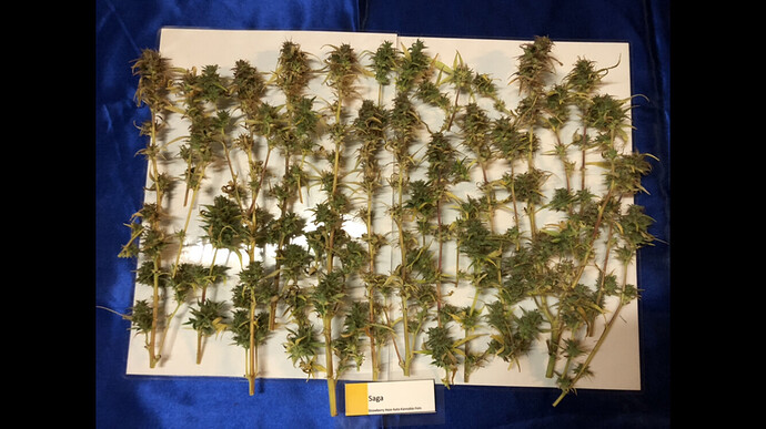 Growreport Bild 33