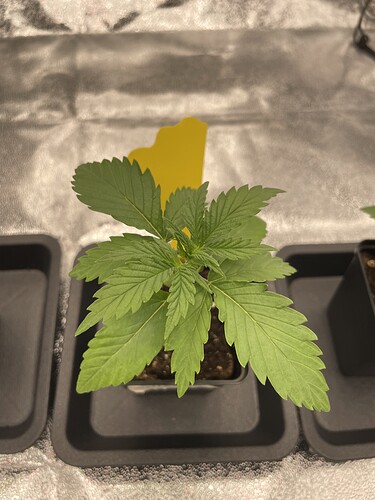 Growreport Bild 37