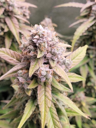 Growreport Bild 3