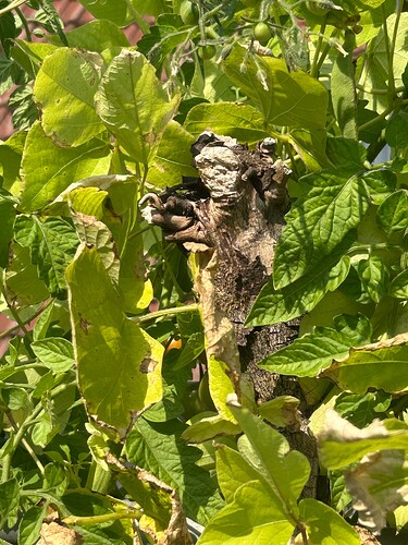 Growreport Bild 34