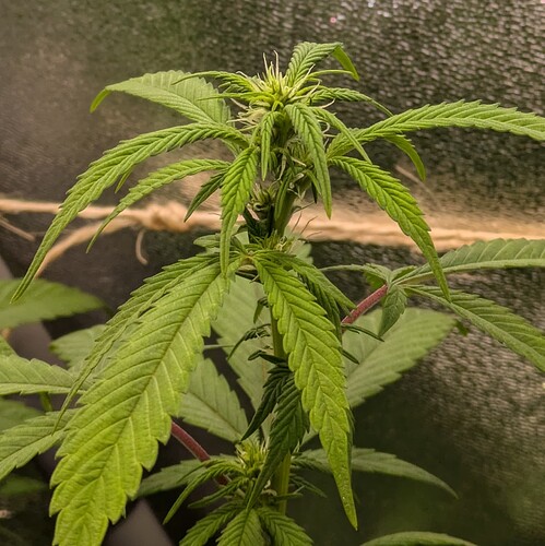 Growreport Bild 3