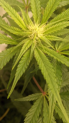 Growreport Bild 1