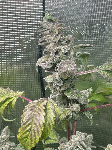 Growreport Bild 50