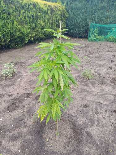 IMG-20240704-WA0003