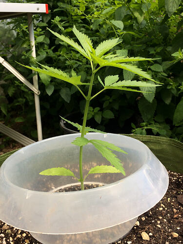Grow26_0609_14