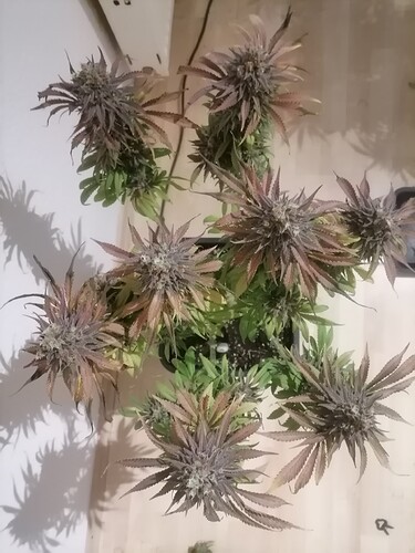 Growreport Bild 27