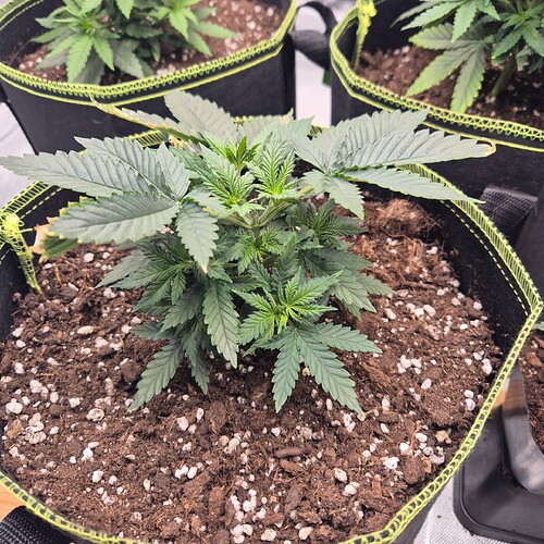 Growreport Bild 3