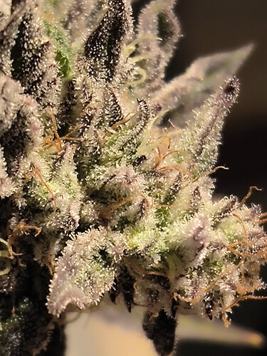 Growreport Bild 7