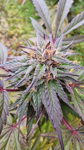 Growreport Bild 29