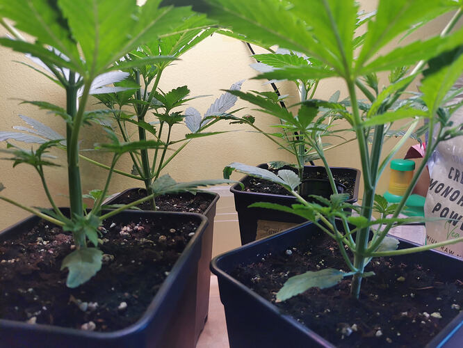 Lucky Hemp LT19 (2)