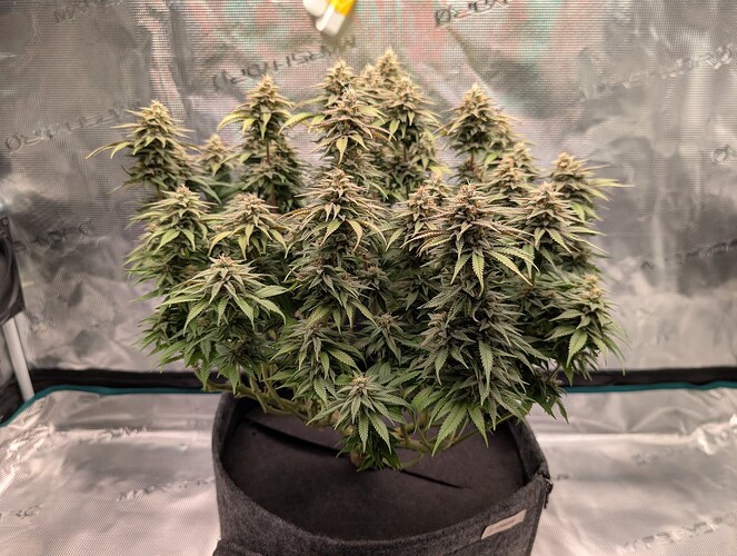 Growreport Bild 20