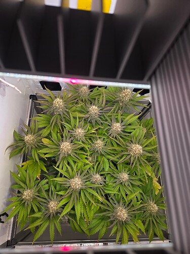 Growreport Bild 4