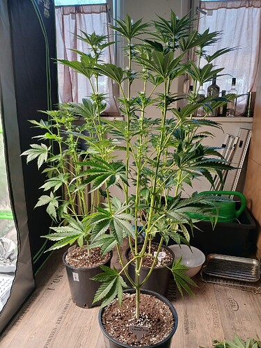 Growreport Bild 9