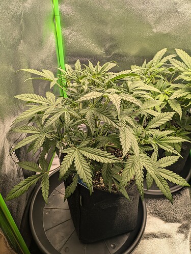 Growreport Bild 44