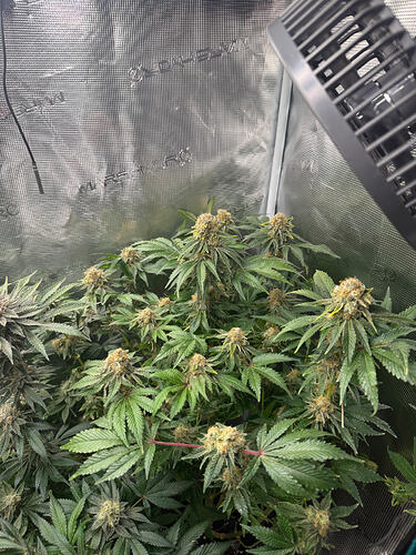 Growreport Bild 1