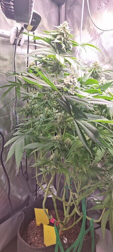 Growreport Bild 47