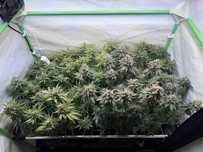 Growreport Bild 43