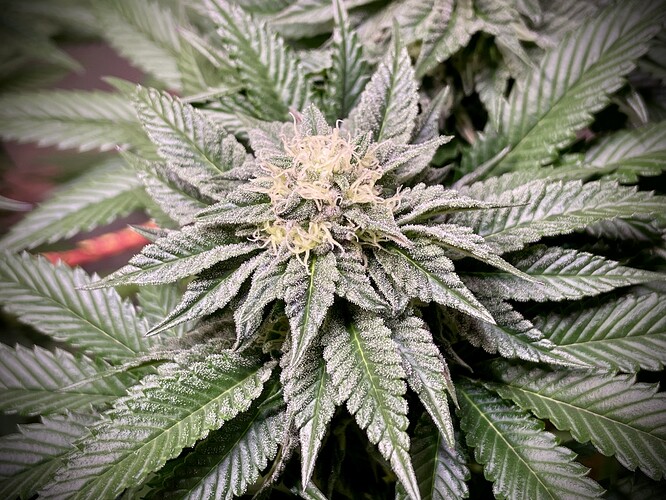 Growreport Bild 8