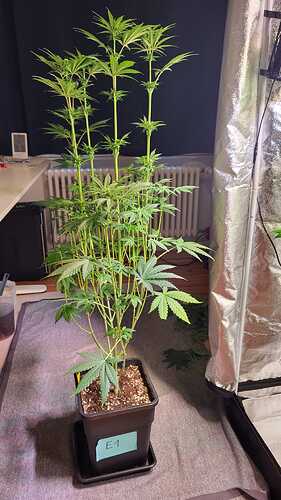 Growreport Bild 7