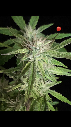 Growreport Bild 9