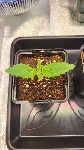 Growreport Bild 35