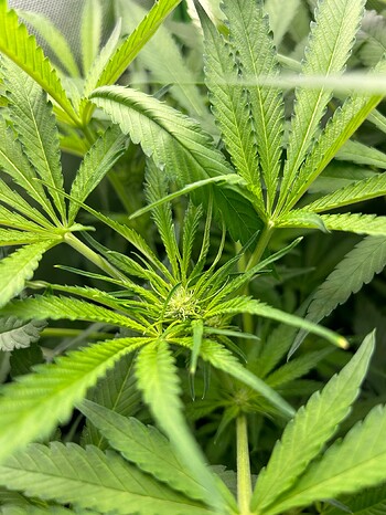 Growreport Bild 2