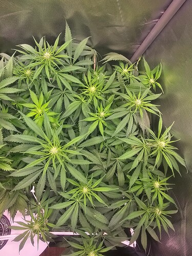 Growreport Bild 15