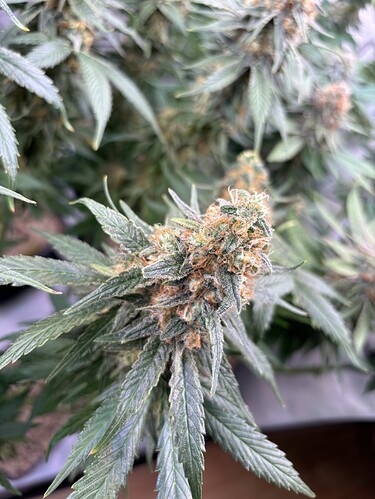 Growreport Bild 12