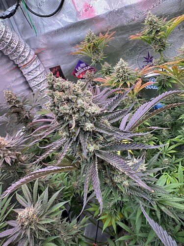Growreport Bild 17